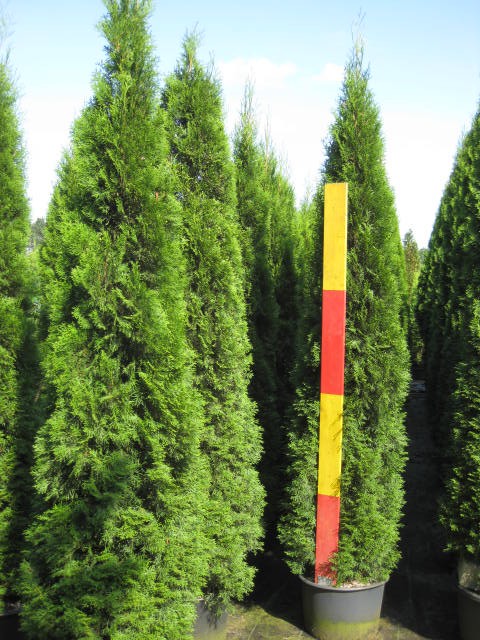Thuja occidentalis 'Smaragd'